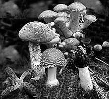 Pilze, schwarz-weiß