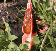 Referenzbild zur Pilzart