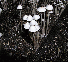 Referenzbild zur Pilzart