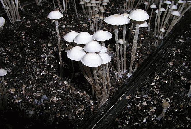 Referenzbild zur Pilzart