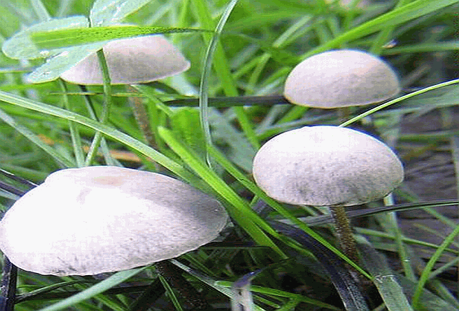 Panaeolus Cyanescens = Blauender Düngerling Auf Briefmarken