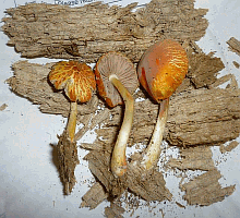 Referenzbild zur Pilzart