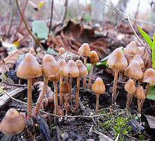 Referenzbild zur Pilzart