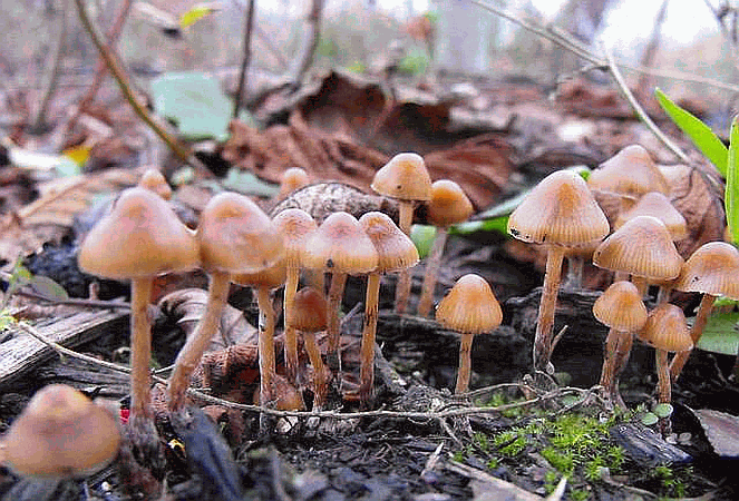 Referenzbild zur Pilzart