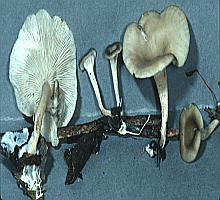 Referenzbild zur Pilzart