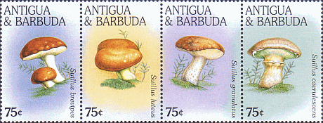 Zusammendruck