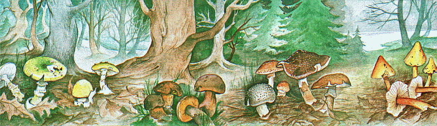 Markenheftchen