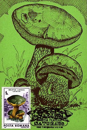 Maximumkarte