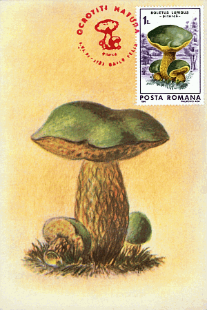 Maximumkarte