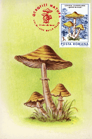 Maximumkarte