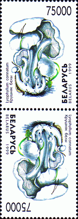 Kehrdruck