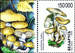 Zusammendruck