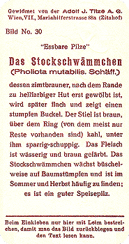 Reklamebild, R&uuml;ckseite