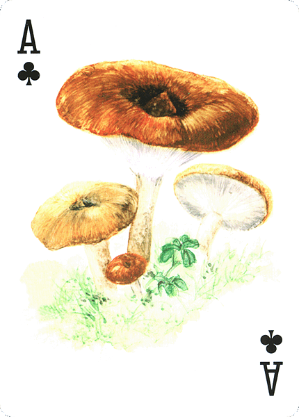 Spielkarte
