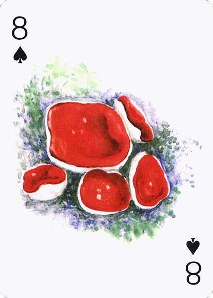 Spielkarte