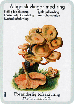 Spielkarte