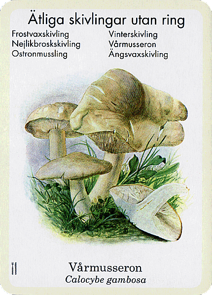 Spielkarte