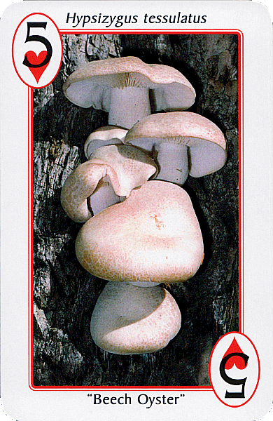 Spielkarte