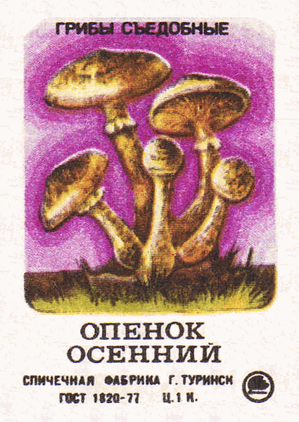 Z&uuml;ndholzetikett
